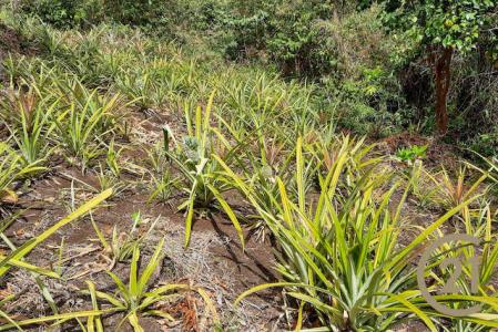 Villa Road Land Soubise, Soubise, St.andrew West Indies, Grenada