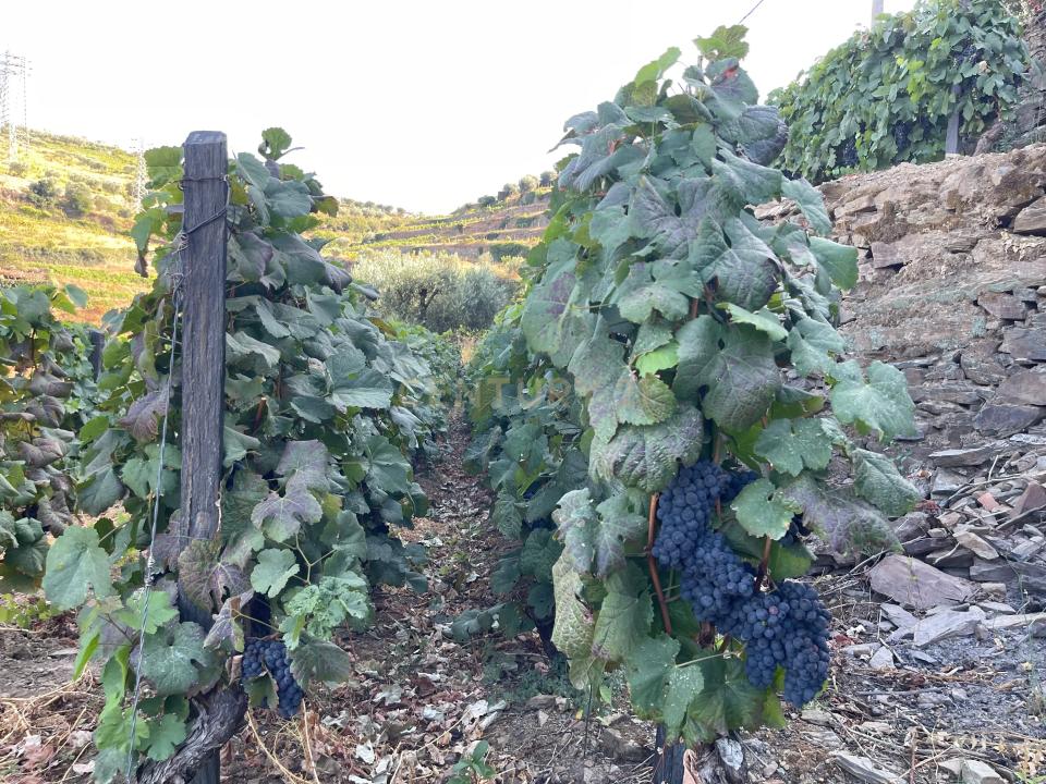 Lamego, 維塞島 5100-811, 葡萄牙