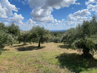 Fundão, Castelo Branco 6230-065, Portugal