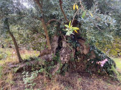 Fundão, Castelo Branco 6230-065, Portugal