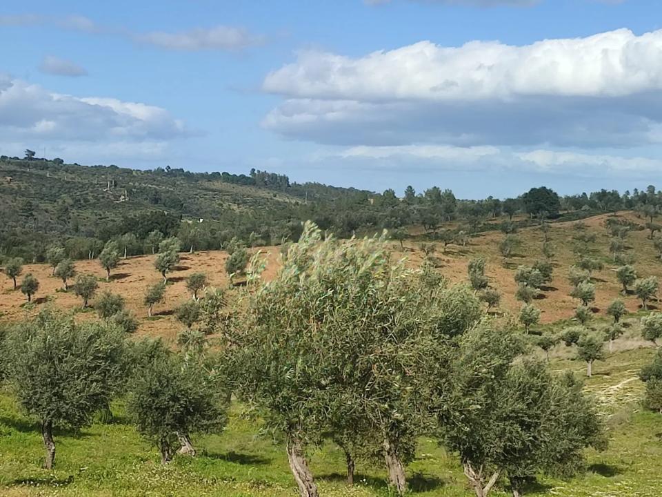 布朗库堡区, 布朗库堡区 6005-150, 葡萄牙