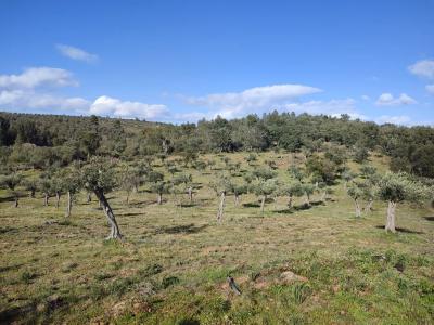 布朗库堡区, 布朗库堡区 6005-150, 葡萄牙