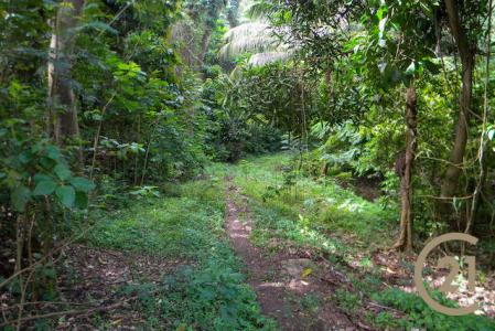 Saint David's, St.david West Indies, Grenada