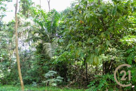 Saint David's, St.david West Indies, Grenada