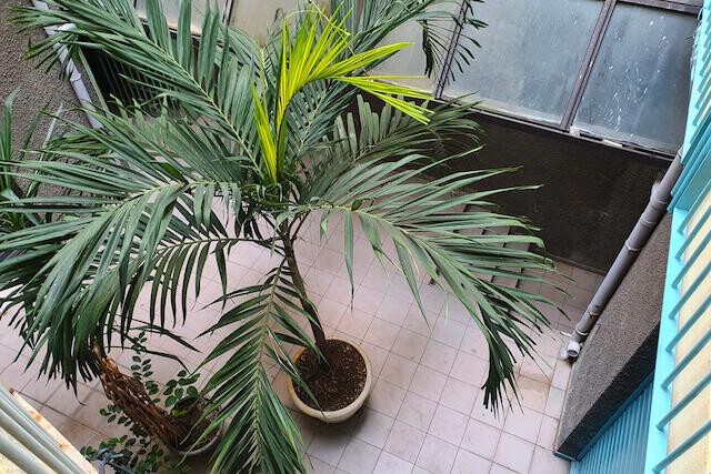 Centre Ville, Pointe-à-pitre 97110, Guadeloupe