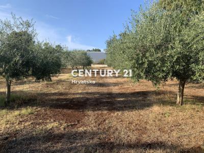 Brtonigla, Brtonigla, Istarska Županija 52474, 克羅地亞