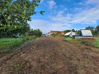 Vagos, Aveiro 3840-365, Portugal