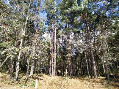 Fracc. 9 del predio rustico La Soledad, a 18 km carr. San Cristóbal-Ocosingo S/N, San Cristóbal De Las Casas, Chiapas 29200, Mexico