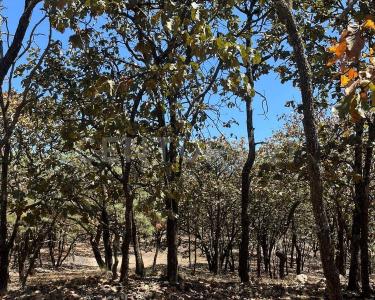 Sin calle SN, Valle De Juárez, Jalisco 49544, Mexico