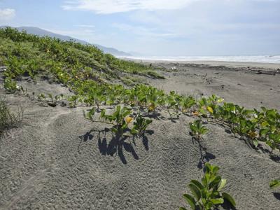 Lote 22, Manzana 71, Zona 01 22, Aquila, Michoacán 60870, Mexique