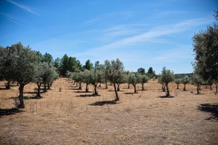 Fundão, Castelo Branco 6230-511, Portugal