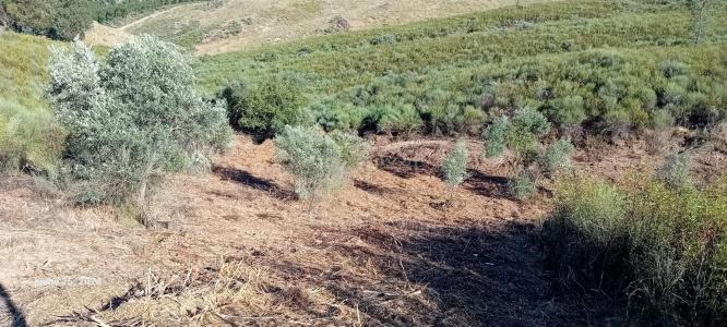 Castelo Branco, Castelo Branco 6000, Portugal