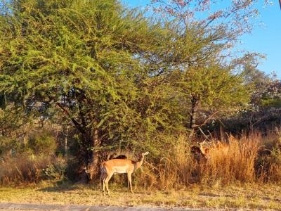 Modimolle, Limpopo, South Africa