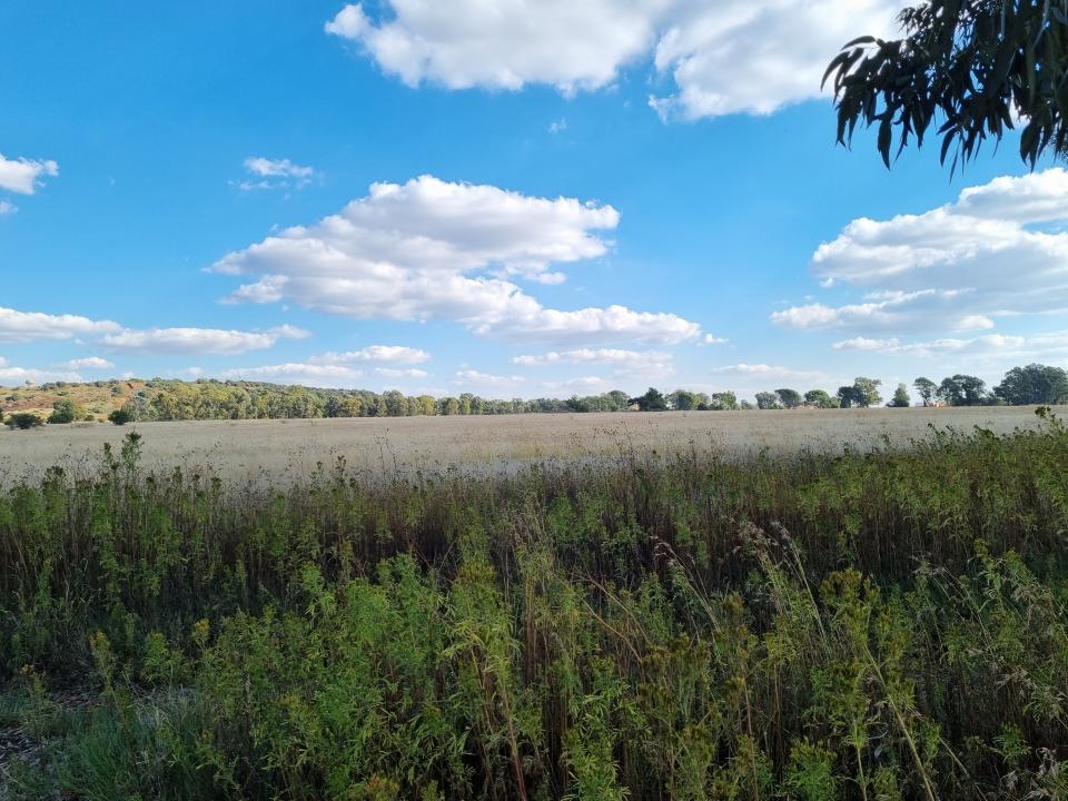 Bloemfontein, Free State, דרום אפריקה