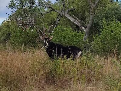 Swartruggens, North West, Südafrika