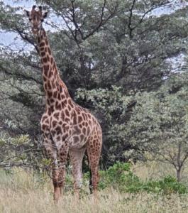Modimolle, Limpopo, Republika Południowej Afryki