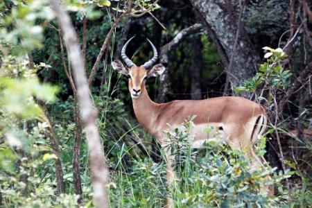 Bela Bela, Limpopo, South Africa