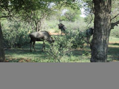 Northam, Limpopo, 南アフリカ