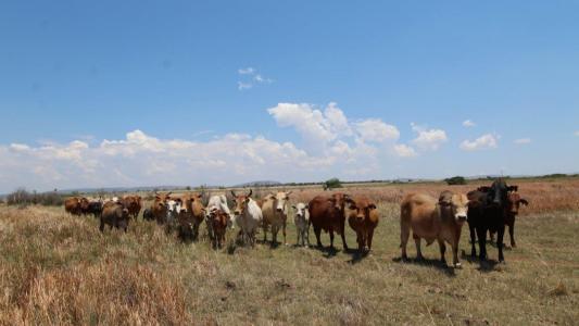 Modimolle, Limpopo, África Do Sul