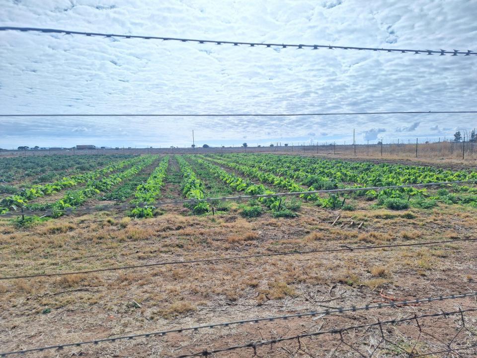 Polokwane, Limpopo, Republika Południowej Afryki