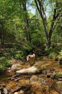 Rizzitello Lane, Blairsville, Geórgia 30512, Estados Unidos