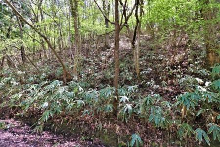 針町, 奈良市, נארה 632-0251, יפן