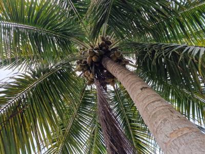 Punta Gorda, Punta Gorda, Toledo 00001, 伯利兹