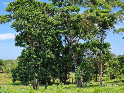 Punta Gorda, Punta Gorda, Toledo 00001, Belice