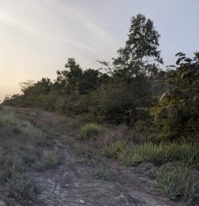 Cotton Tree, Cotton Tree, Cayo +501, ベリーズ