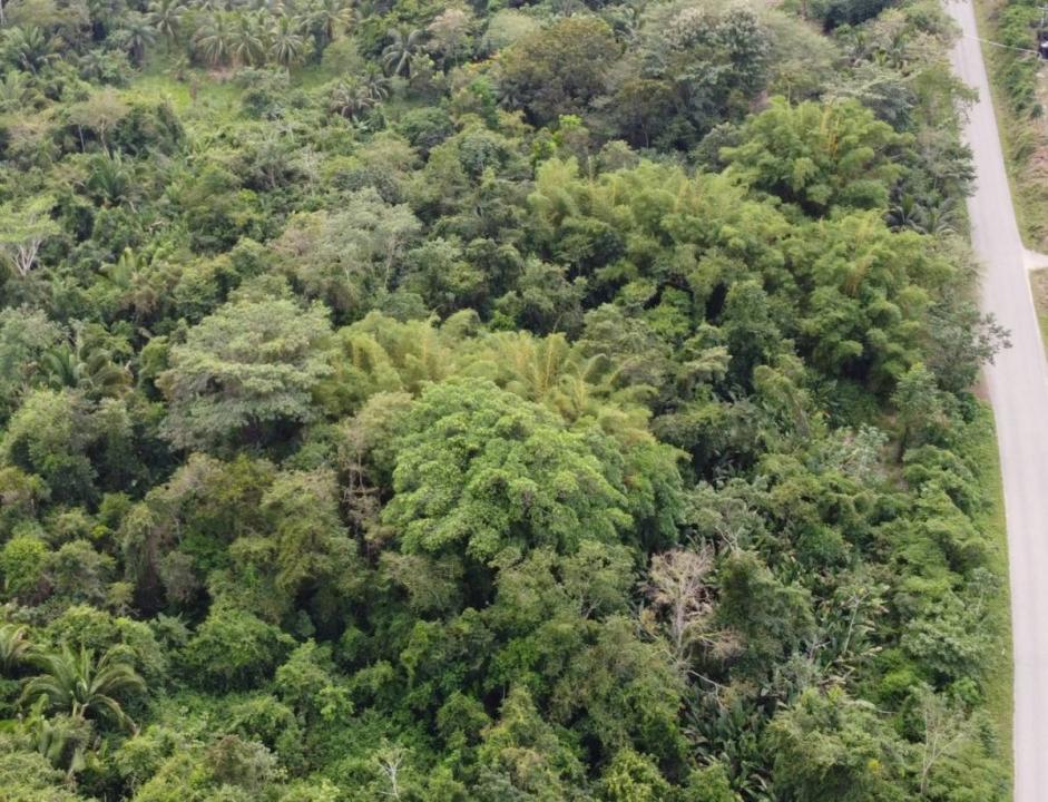 Toledo District, Toledo District, Toledo 00001, 伯利兹