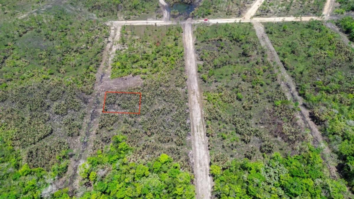 Silk Grass, Silk Grass, Stann Creek 00001, Belize