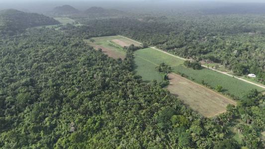 Forest Home, Forest Home, Toledo 00001, בליז