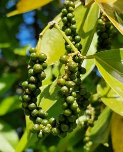 Golden Stream, Golden Stream, Toledo 00001, بيليز 