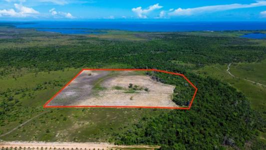 Silk Grass, Silk Grass, Stann Creek 00001, ベリーズ