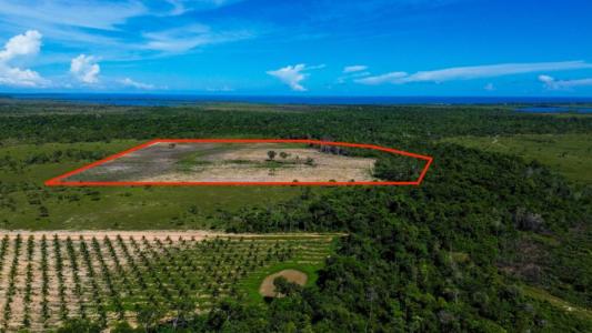 Silk Grass, Silk Grass, Stann Creek 00001, Belize