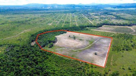 Silk Grass, Silk Grass, Stann Creek 00001, Belize