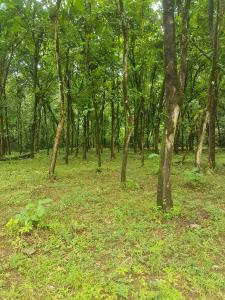 Quepos, Quepos, Puntarenas 60603, Costa Rica