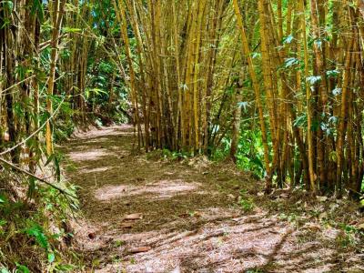 Turrubáres, San Juan De Mata, Turrubáres, San José 10405, Costa Rica