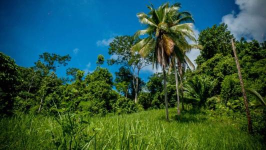 Osa, Osa, Puntarenas 00001, Costa Rica