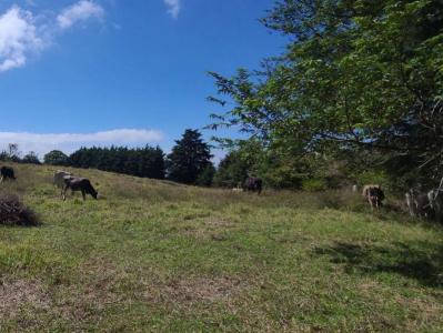San Rafael, Ángeles, San Rafael, Heredia 40503, Costa Rica