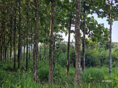 Jacintoville, Jacintoville, Toledo 00001, Belize