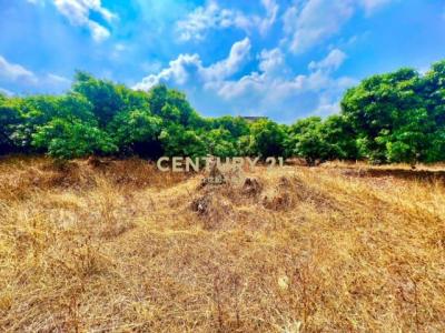 新小半山段, Наньтоу, Уезд Наньтоу 540, Тайвань