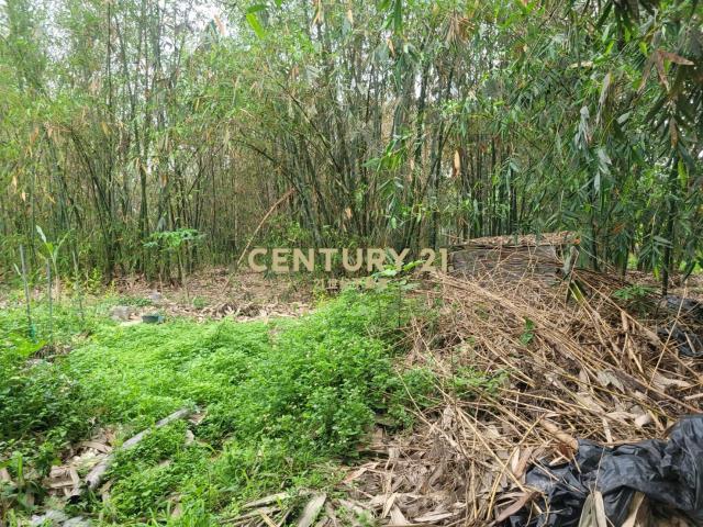 延祥段, Чжушань, Уезд Наньтоу 557, Тайвань