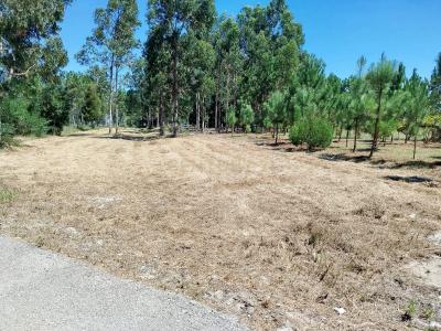 Vagos, Aveiro 0000-000, Portugal