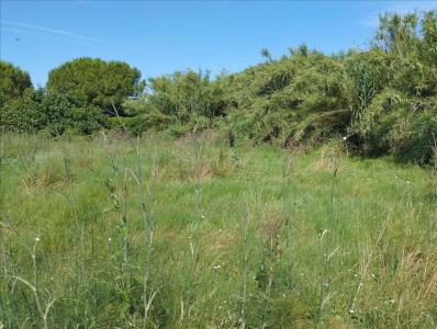 ז'ירונה, Cataluña/Catalunya 17600, ספרד