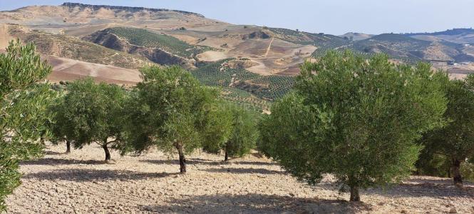 Malaga, Andalucía 29430, Spain