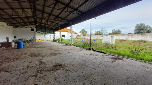 Golegã, סנטרם 2150-080, פורטוגל