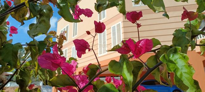 Санта-Крус-де-Тенерифе, Canarias 38009, Испания