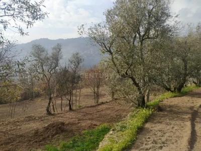 Cinfães, Viseu 4690-585, Portugal