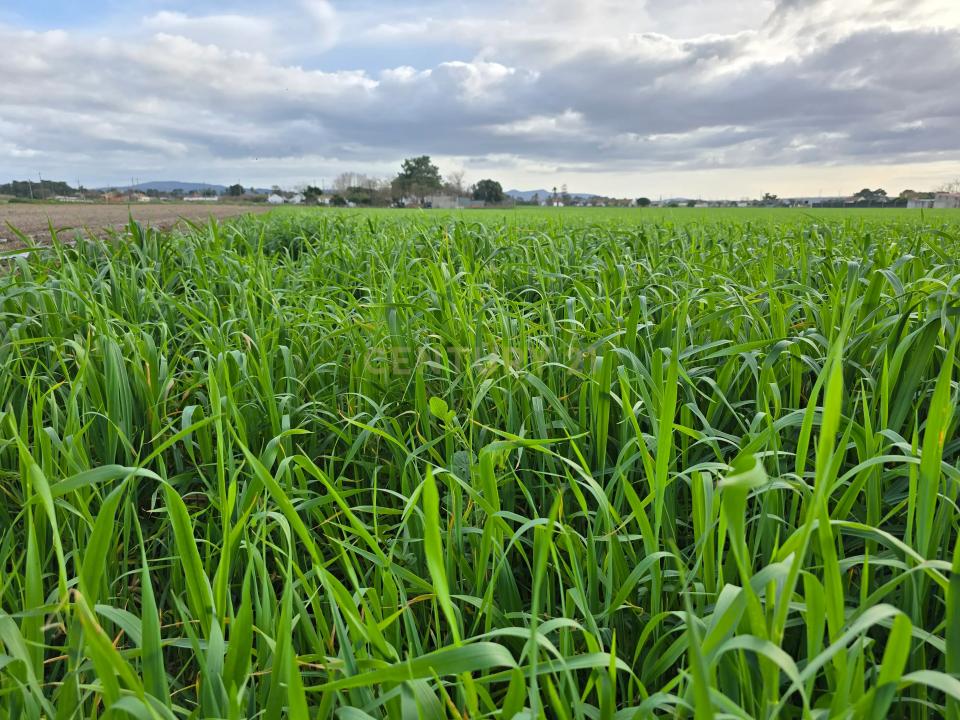 Moita, Сетубал 2950-550, Португалия